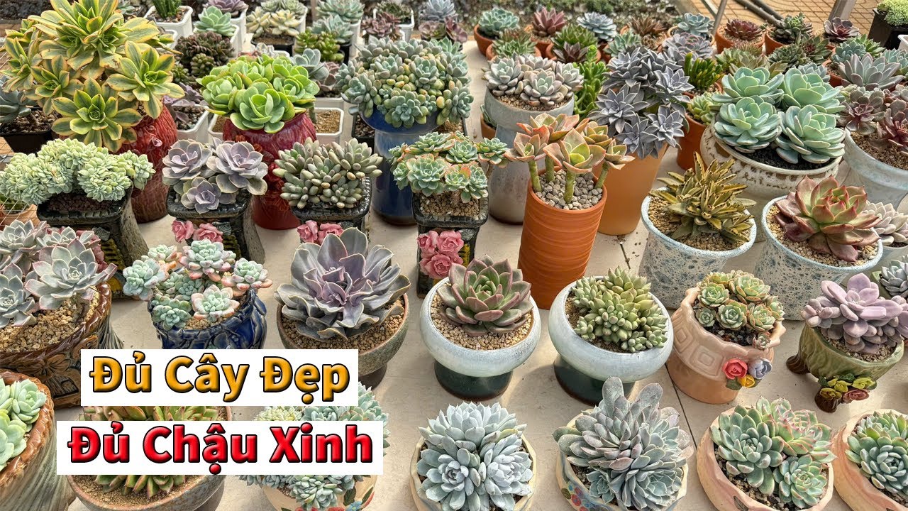 Mùa này thì chỉ có sen đẹp hoặc sen đẹp hơn  | succulent Gia Nghia
