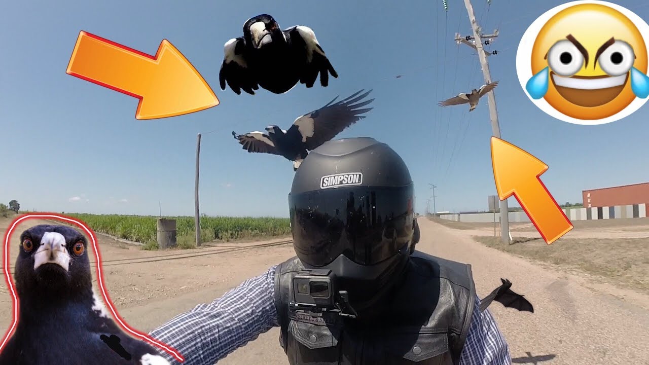 CRAZY MAGPIES SWOOPING ON A HARLEY RIDER. Australia's Most Feared Bird caught on camera