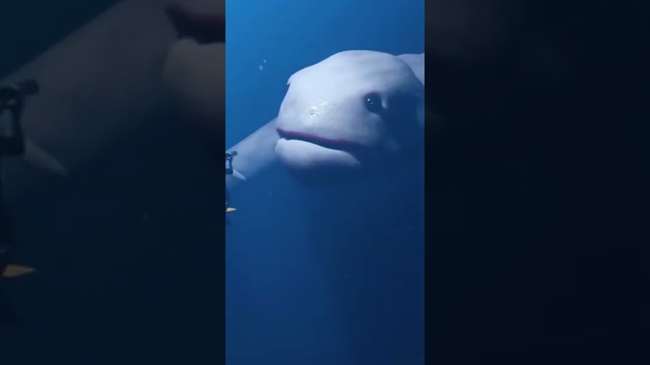 The Ningen #shorts #creature #thalassophobia