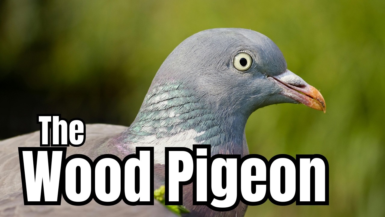 Most People Don't Know These Facts About WOOD PIGEONS