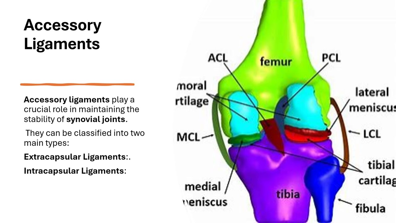 🎥 Accessory Ligaments & Articular Discs in Synovial Joints 📚