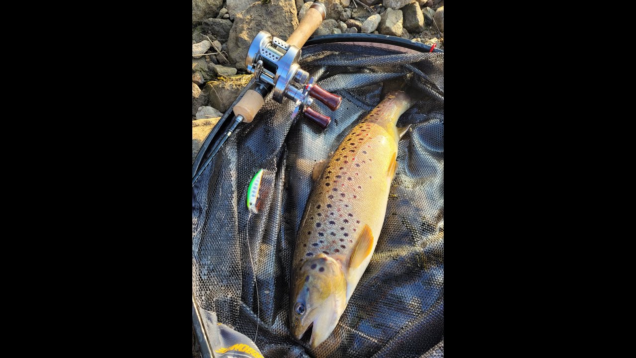 Lure fishing for  trout  with bfs gear
