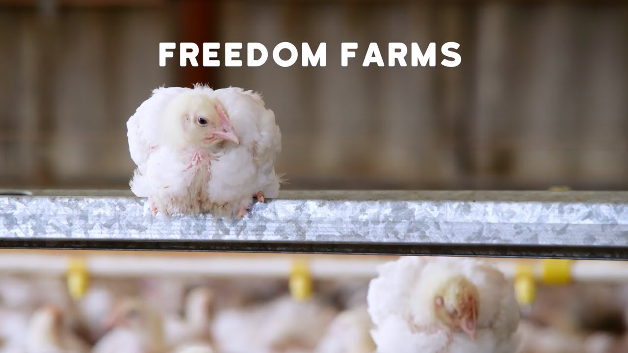 RSPCA Approved Freedom Farms Chicken