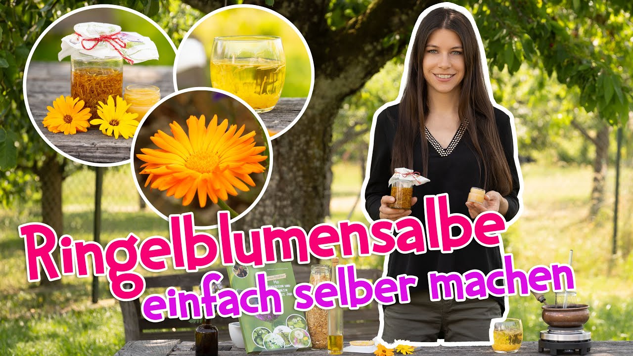 Heilkraft aus dem Garten 🌼 So einfach machst du Ringelblumensalbe selbst! #garten #heilpflanzen