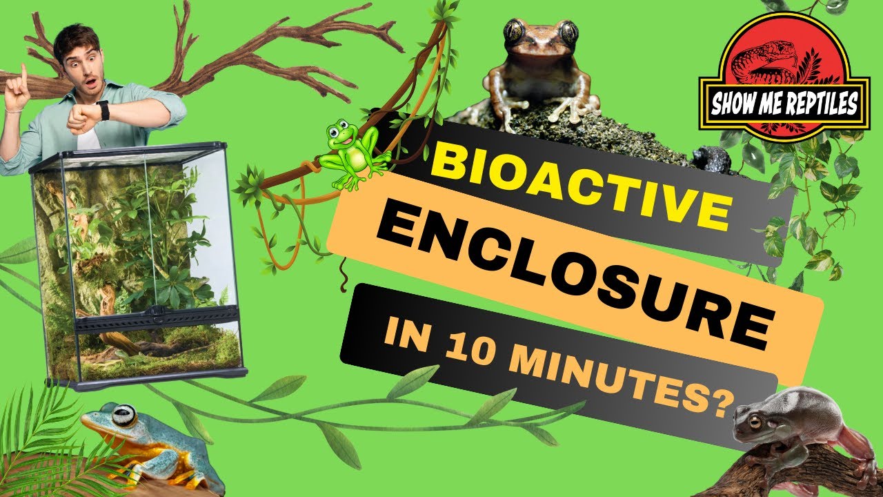 Bioactive Made Easy! Building a Bioactive Enclosure In 10 Minutes.