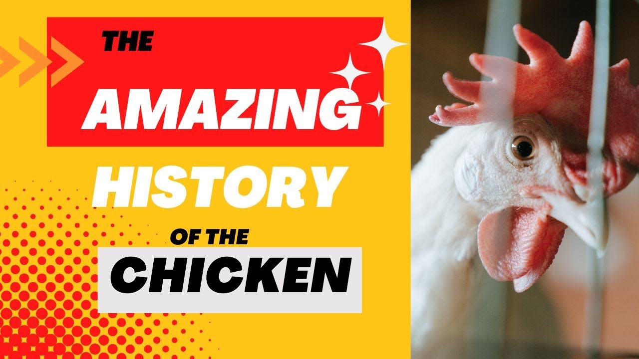 The Unknown History of the Chicken