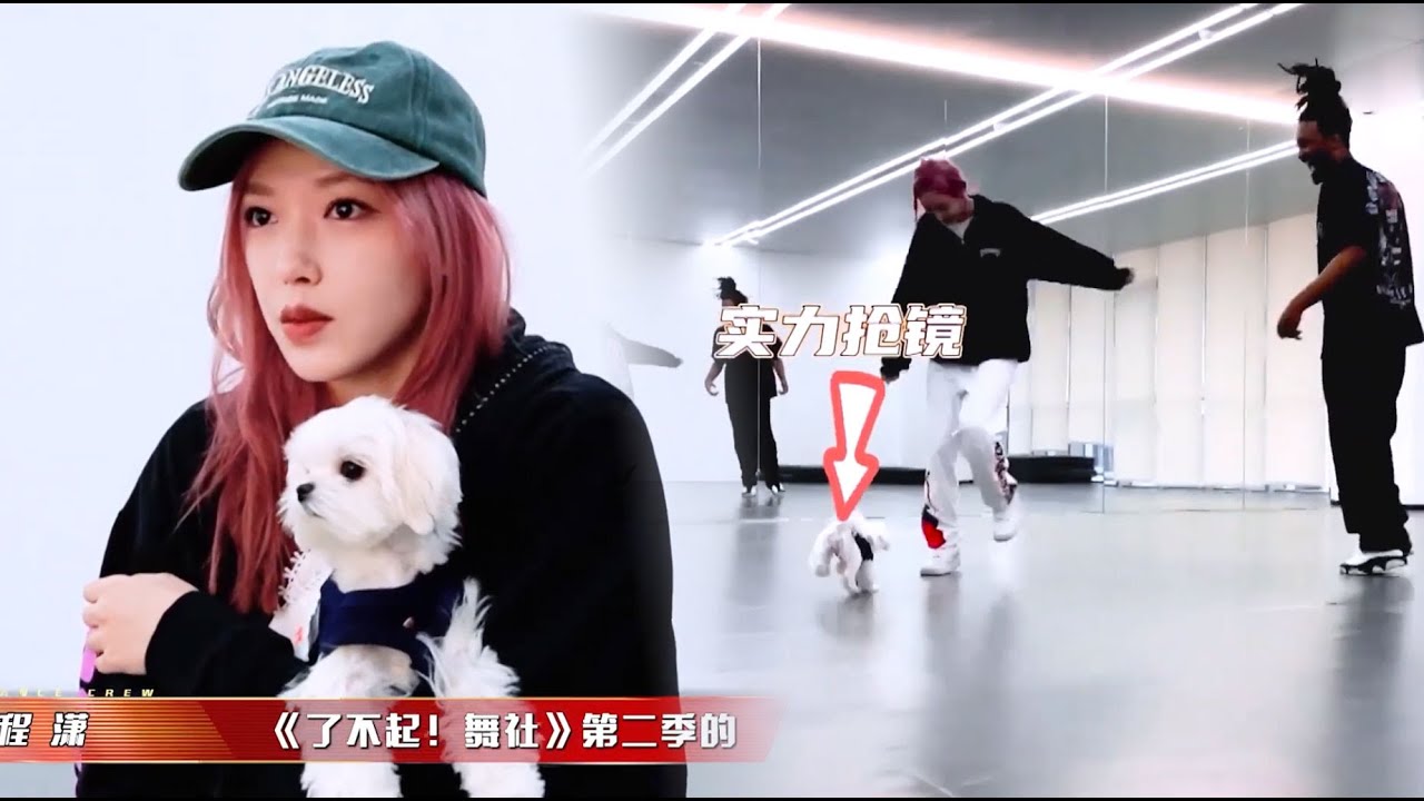 程潇VLog：程潇带狗去参加排练，狗狗实力抢镜萌翻程潇跟卡卡！