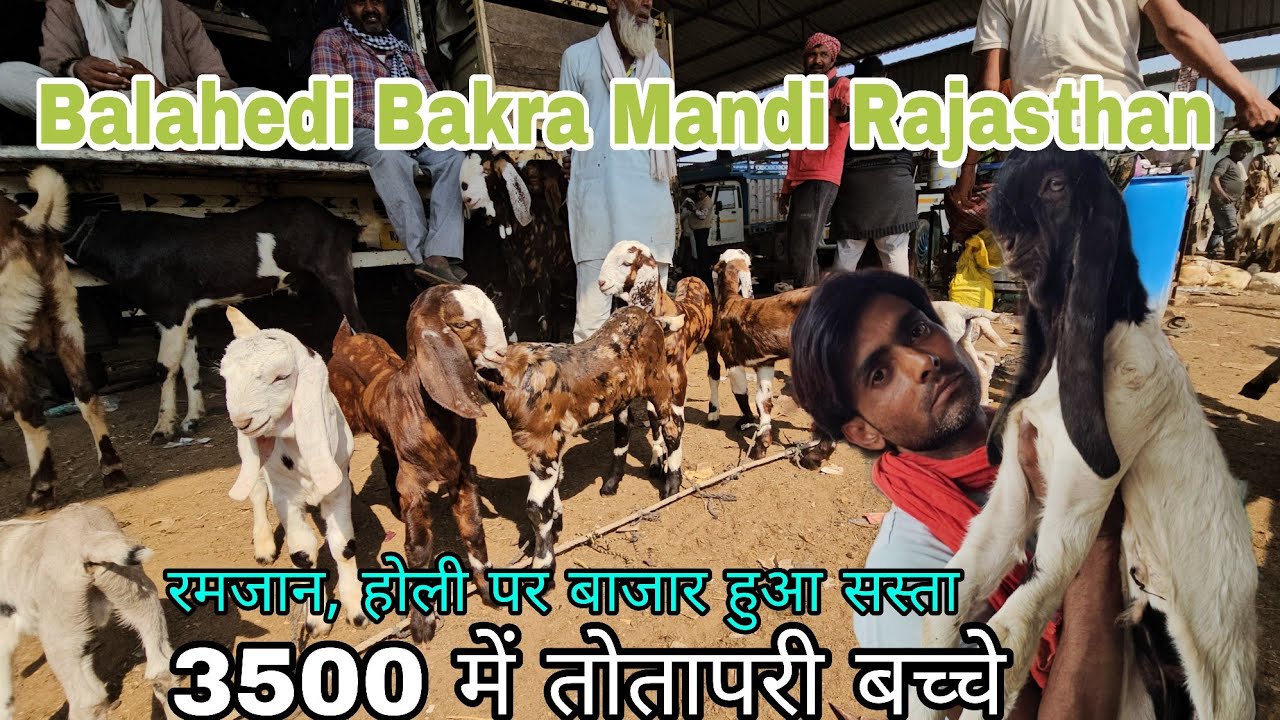 Ramadan Special Balahedi Bakra Mandi Rajasthan Sasta Hua