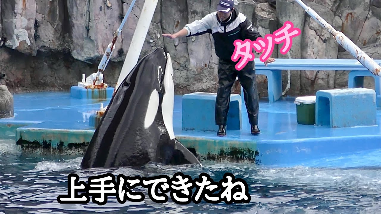 シャチのリンちゃん　トレーニングが上手にできました【名古屋港水族館】Orca Lynn-chan Nagoya Aquarium 
