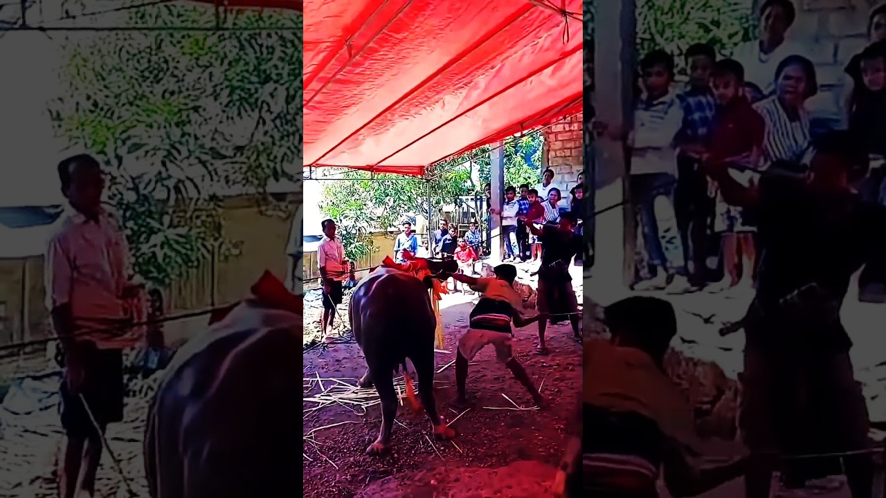 Cara Kurban Kerbau Orang Sumba -Acara Kedukaan #sumba #budaya #cintabudaya