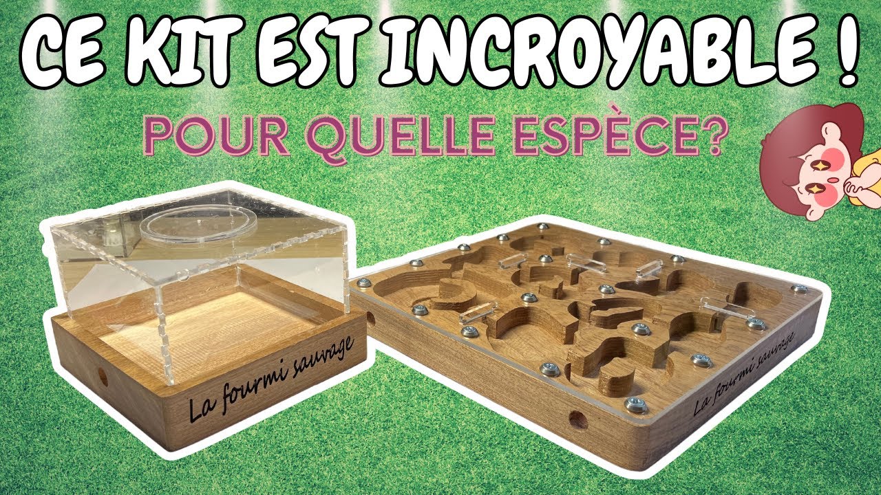 ⚠️JE DEMENAGE UNE MAGNIFIQUE FOURMI DANS CE NID ⚠️ #camponotus #fourmis