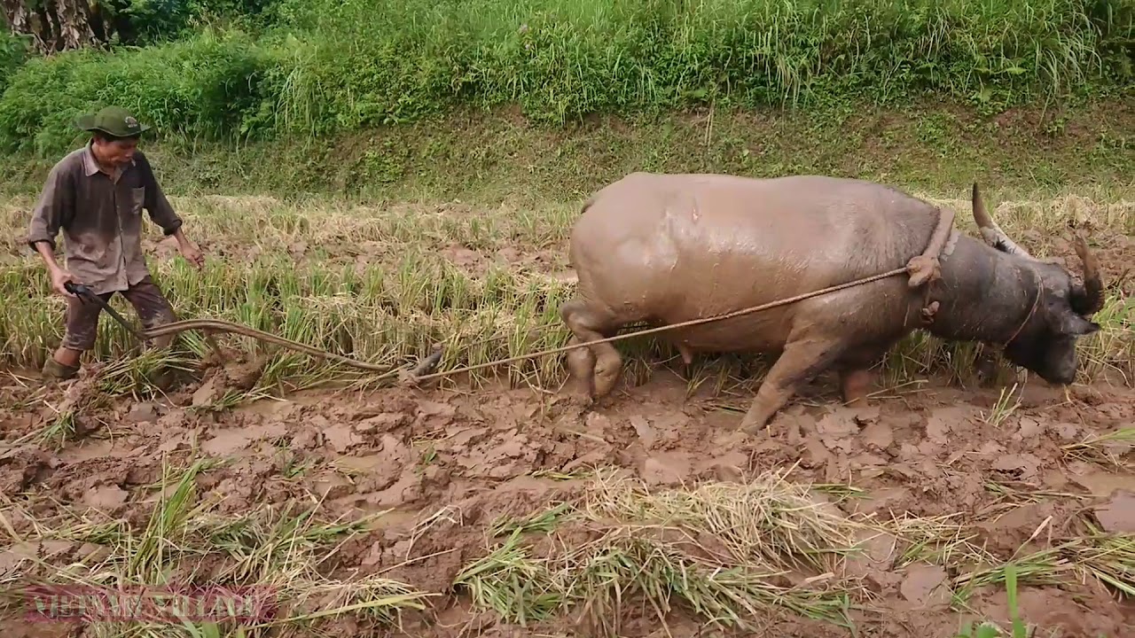 Plowing Fields With Buffaloes in Vietnam | Vietnam Village