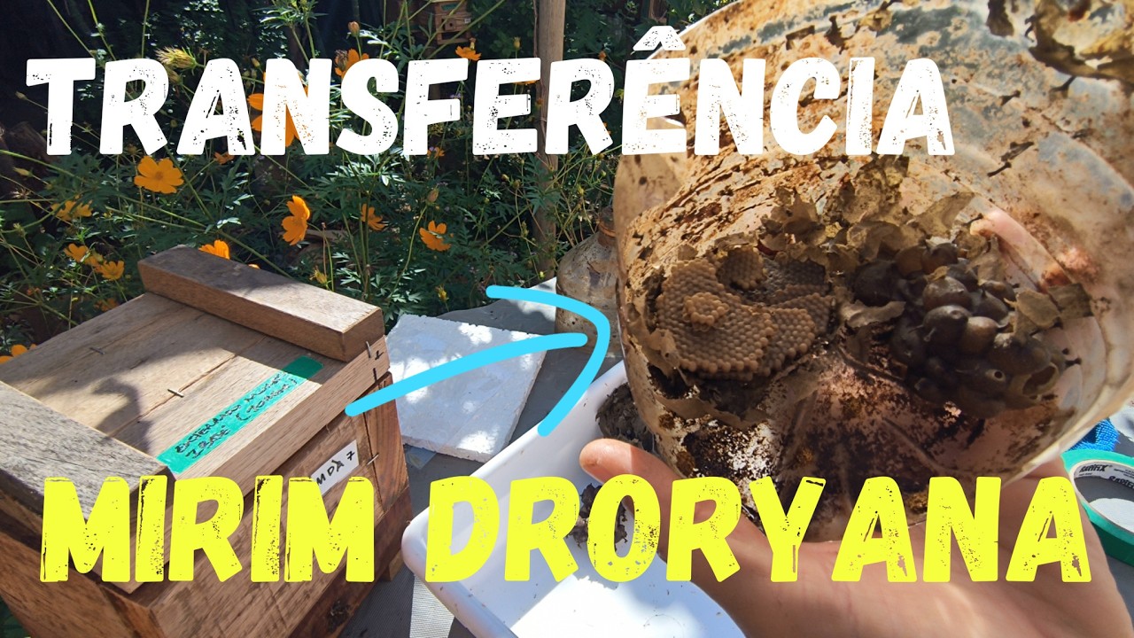 TRANSFERÊNCIA DE MIRIM DRORYANA#transferencia#mirim#droryana#abelhas#linda