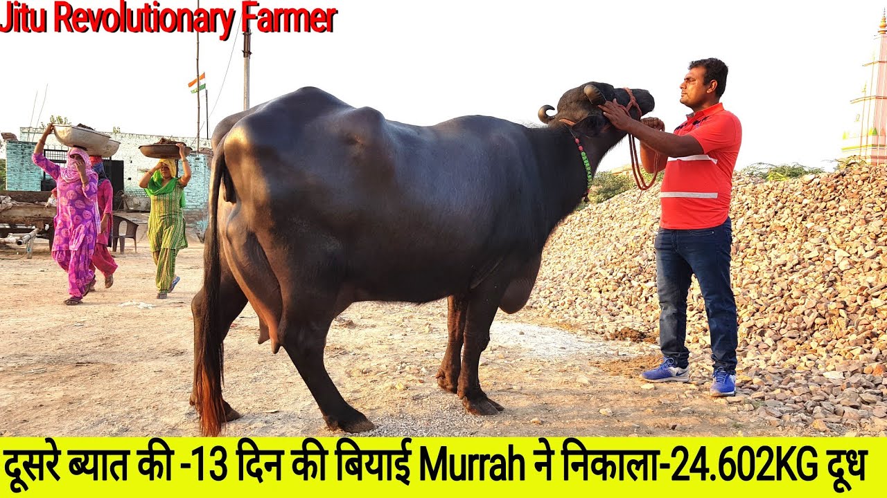 👍Second Lactation MURRAH - Recorded #24.602Kg Milk - in #24Hours || @Monvir Kundu Dairy Farm👍
