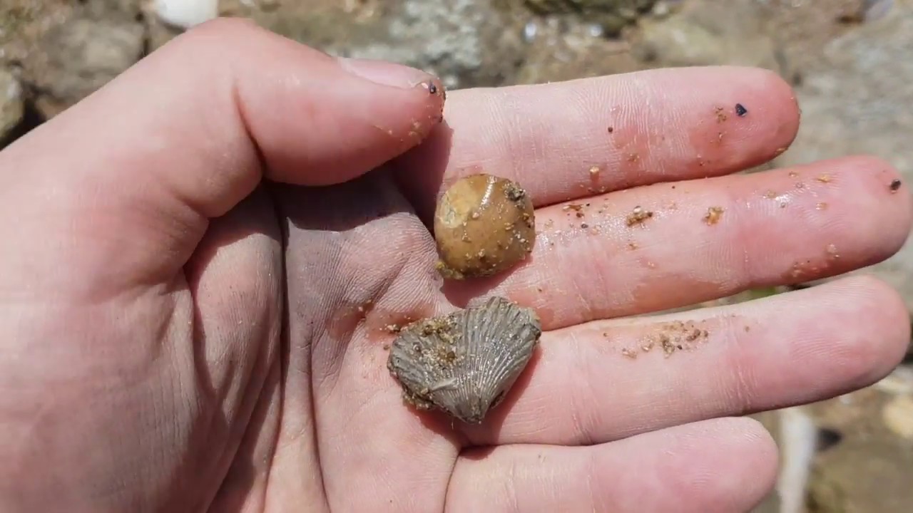 [Fouille Fossile] - des centaines de brachiopodes en Normandie