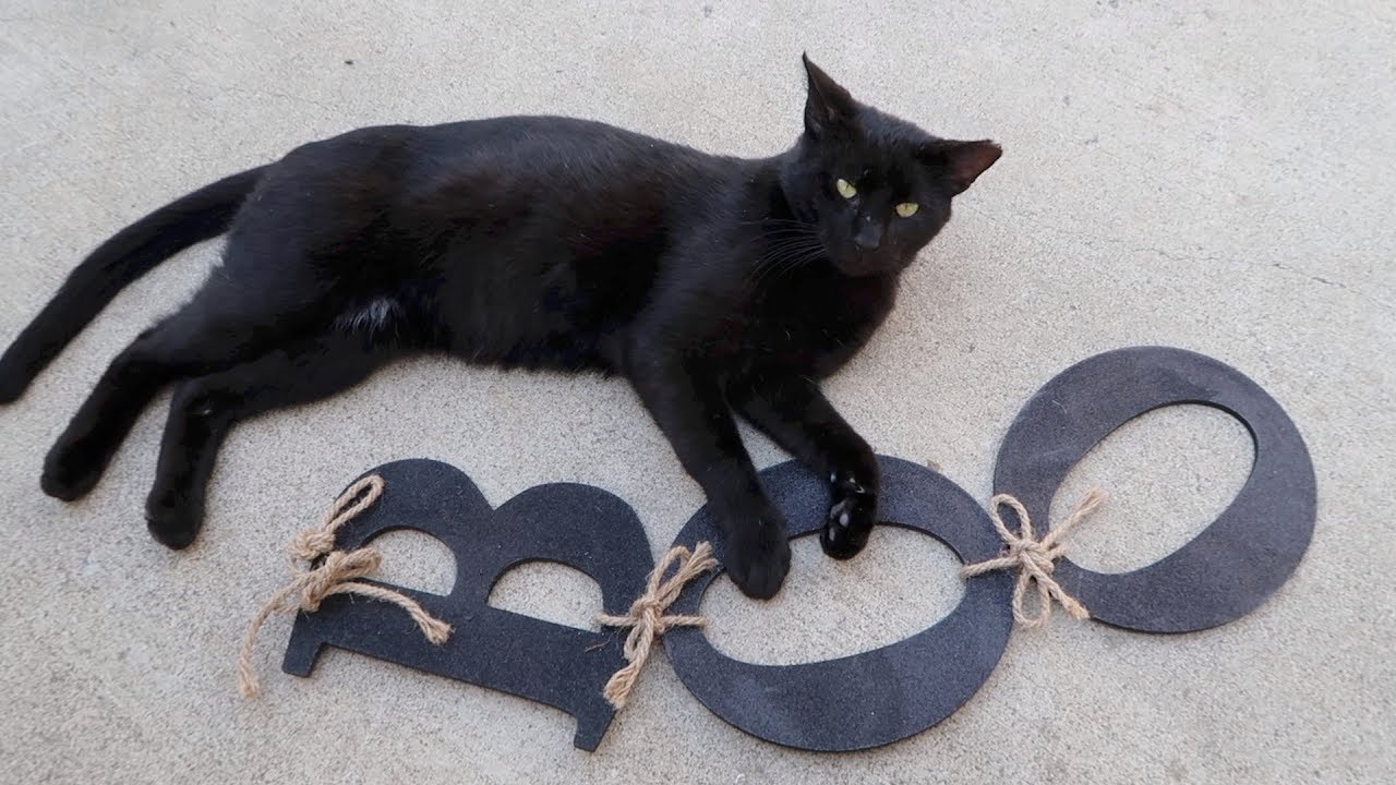 Boo Day 43 - Name Sign And Scarecrows - Training And Socializing A Feral Cat