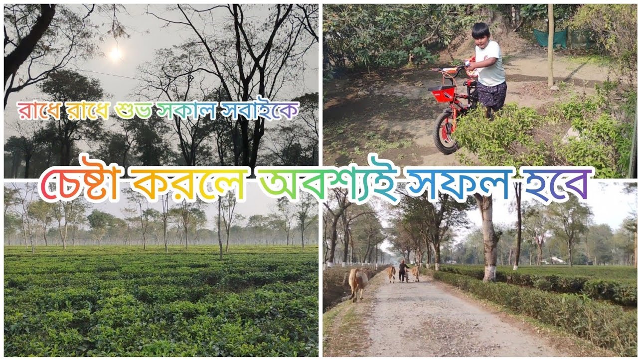  নিজের গ্ৰামকে খুব মিস করি 🥺তাই চা বাগানে খুঁজে বেড়াই আমার সেই গ্ৰামকে ।গ্ৰামের সেই মানুষ গুলোকে🥺 ।