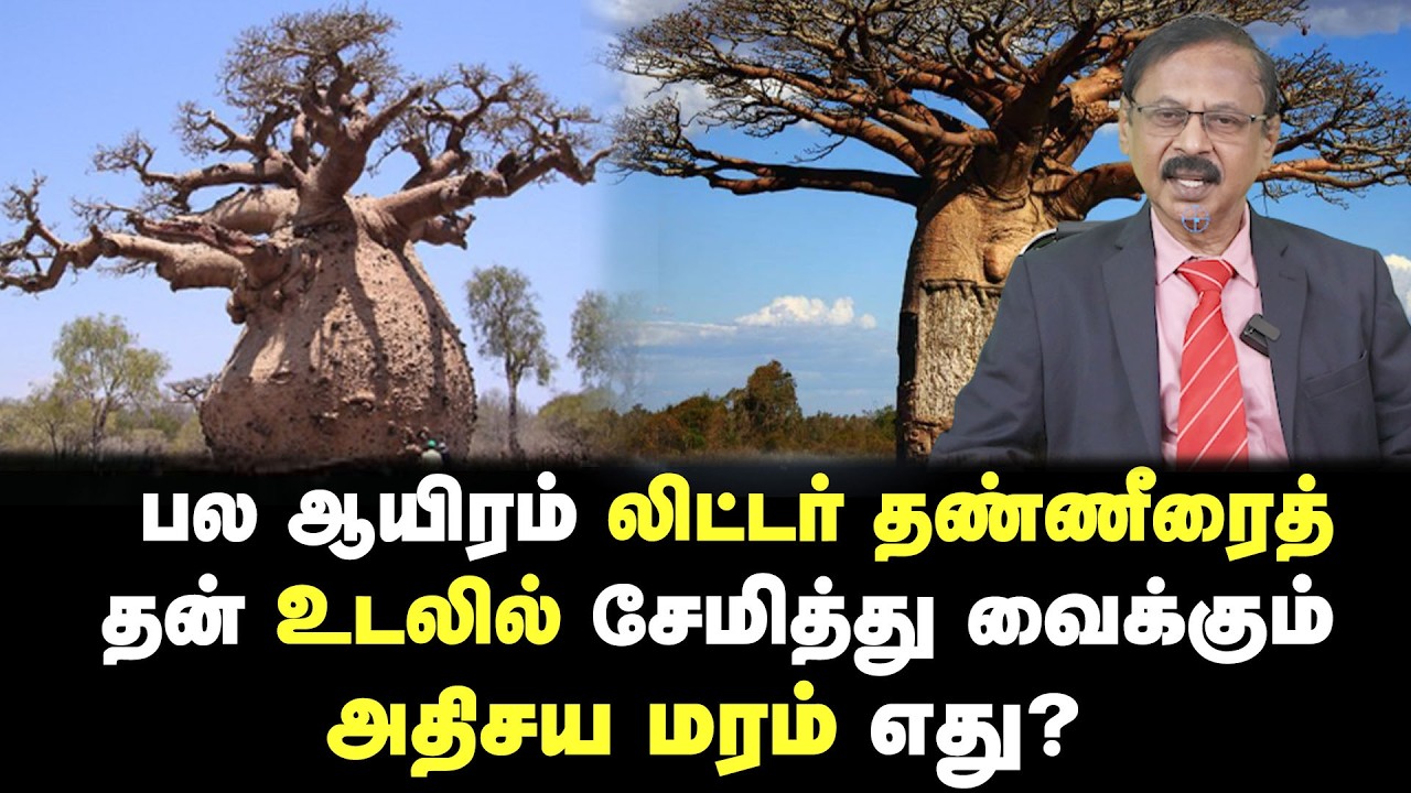 பல ஆயிரம் லிட்டர் தண்ணீரைத் தன் உடலில் சேமித்து வைக்கும் அதிசய மரம் எது? | WHY WHAT HOW?