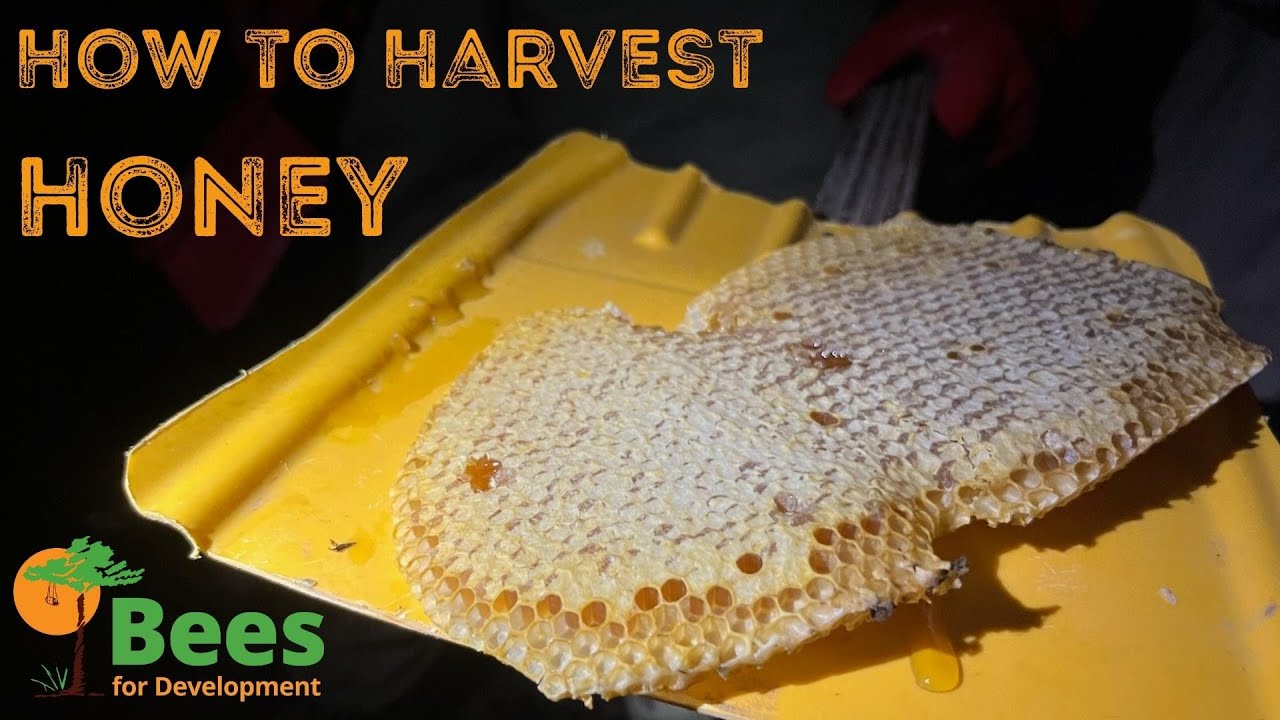 Harvesting Honey in Afram Plains, Ghana