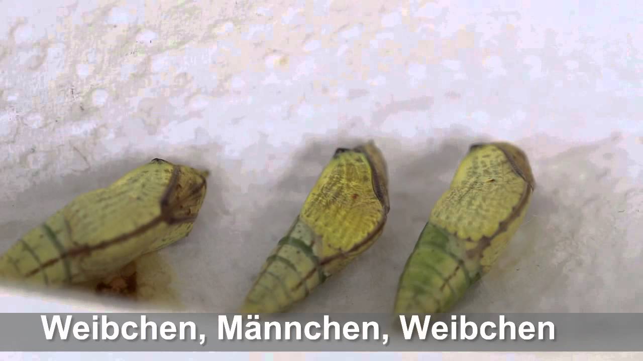 Gonepteryx rhamni, Zitronenfalter, Schlupf eines Männchen