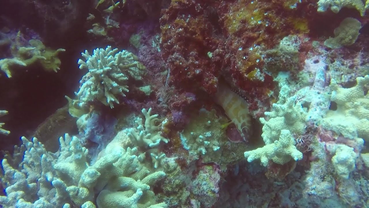 Blacktip grouper (Epinephelus fasciatus) at Fukui dive site, Bunaken Island, 22 Nov 2017.