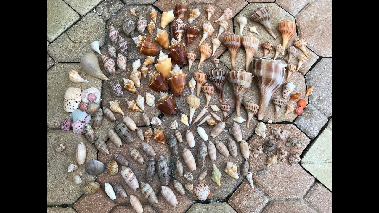 Sanibel shelling at Bowmans Beach to Blind Pass