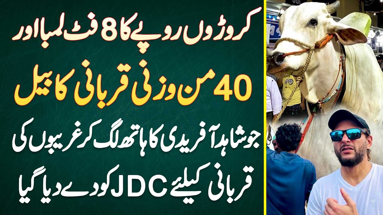 4 Crore Ka 1600 KG Heavy Bull Jo Shahid Afridi Ka Hath Laga Kar Ghareebon Ke Lie JDC Ko De Dia Gia