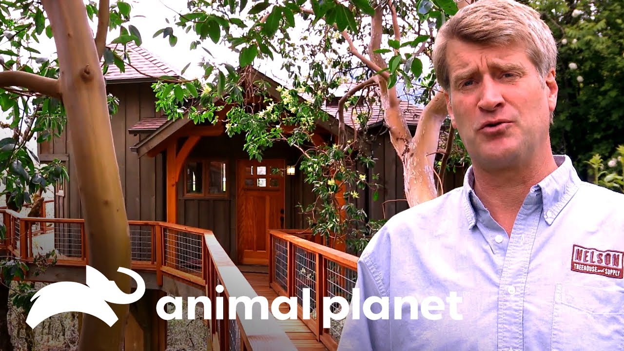 Uma casa na árvore conectada à casa principal | Casas na Árvore | Animal Planet Brasil