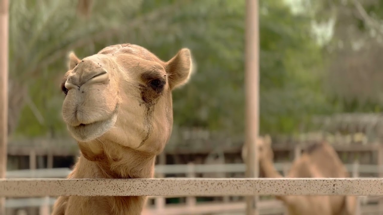 Torba Farm Qatar - By Saqib