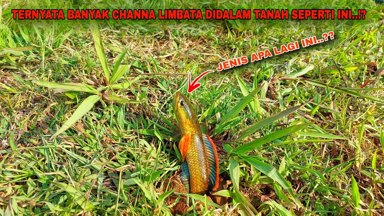 TIDAK MASUK AKAL..!! Channa Limbata Jenis Baru Berhasil Ditemukan Didalam Tanah Seperti Ini