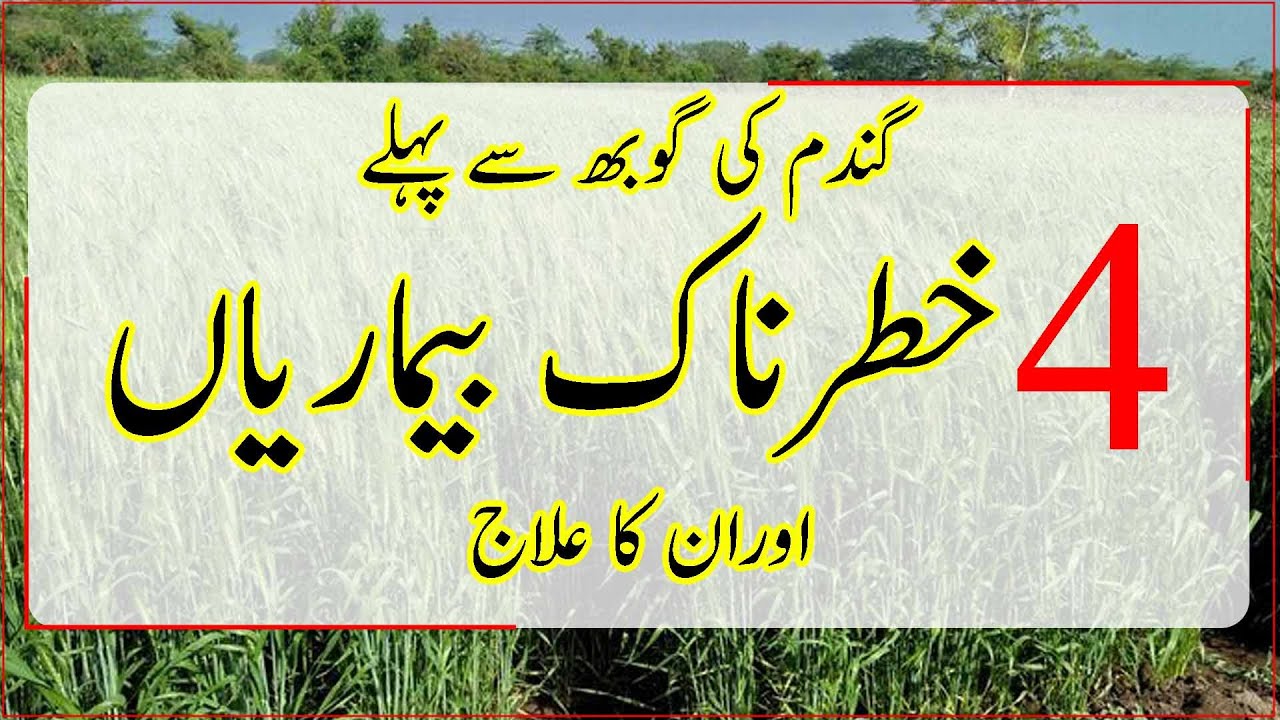 Fungal diseases of wheat crop|How to increase wheat production|Wheat rust control techniques