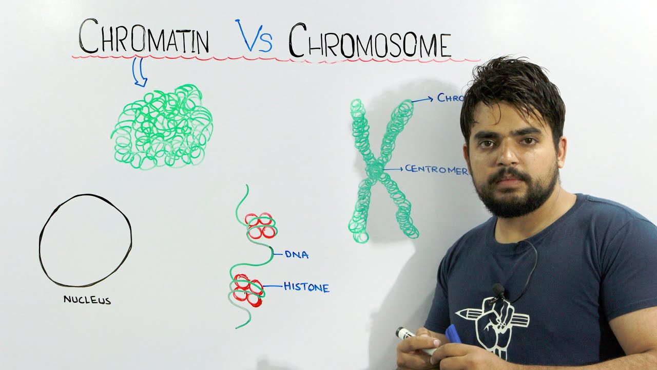 Chromatin vs Chromosome | An important concept of biology