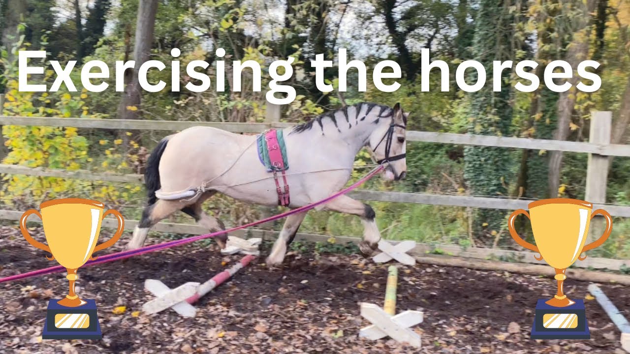 A day in my life exercising all the horses and horse show AGM CHAMPION 🏆horse vlog