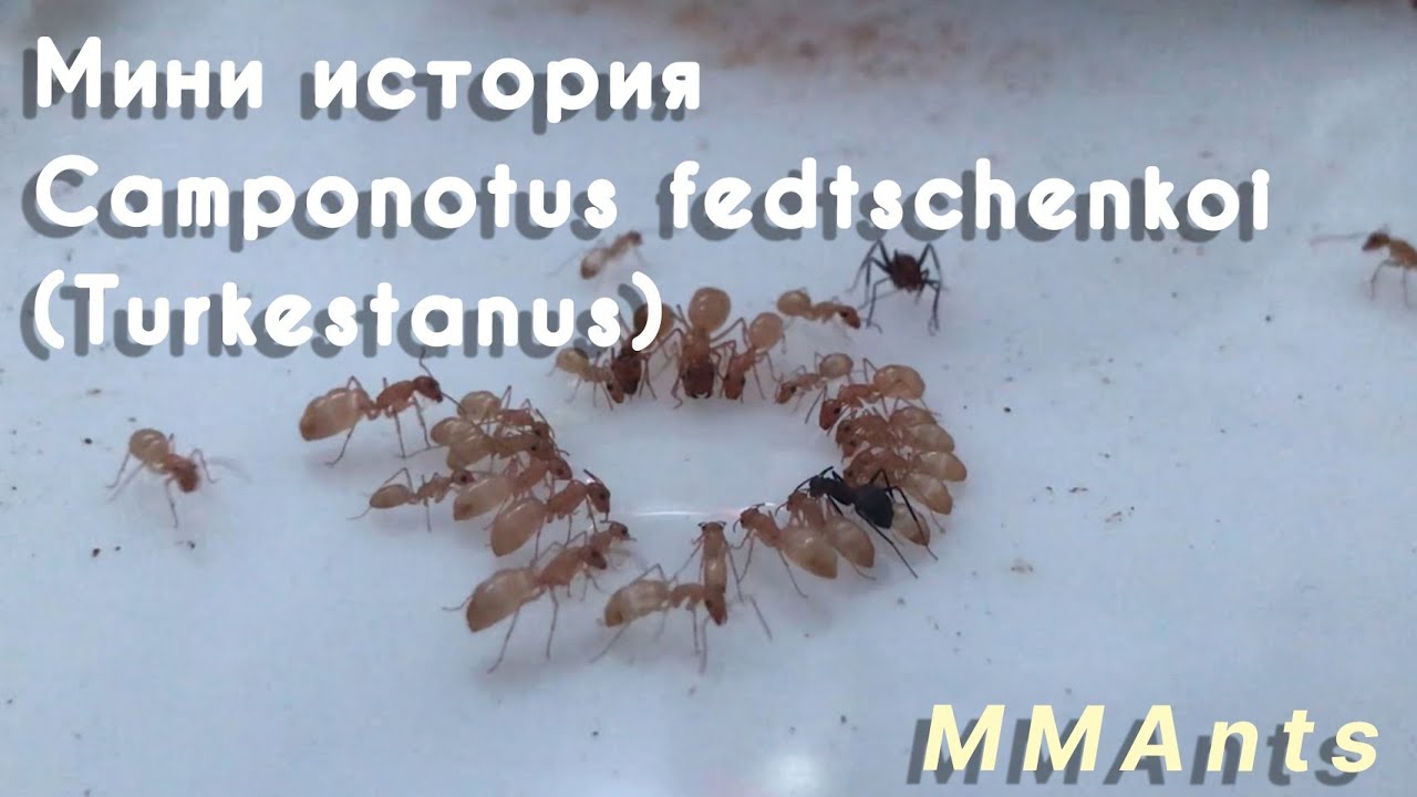 CAMPONOTUS TURKESTANUS - МИНИ ИСТОРИЯ