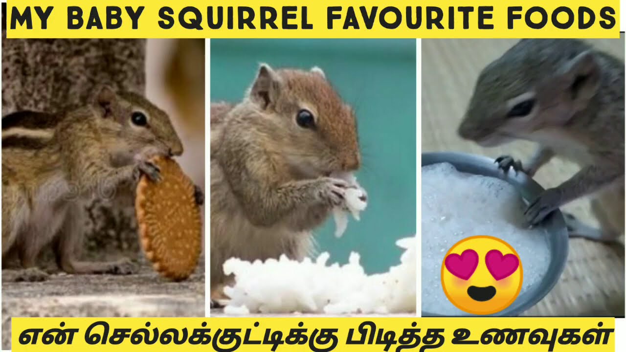 Squirrel favourite foods/ அணிலுக்கு பிடித்த உணவுகள்