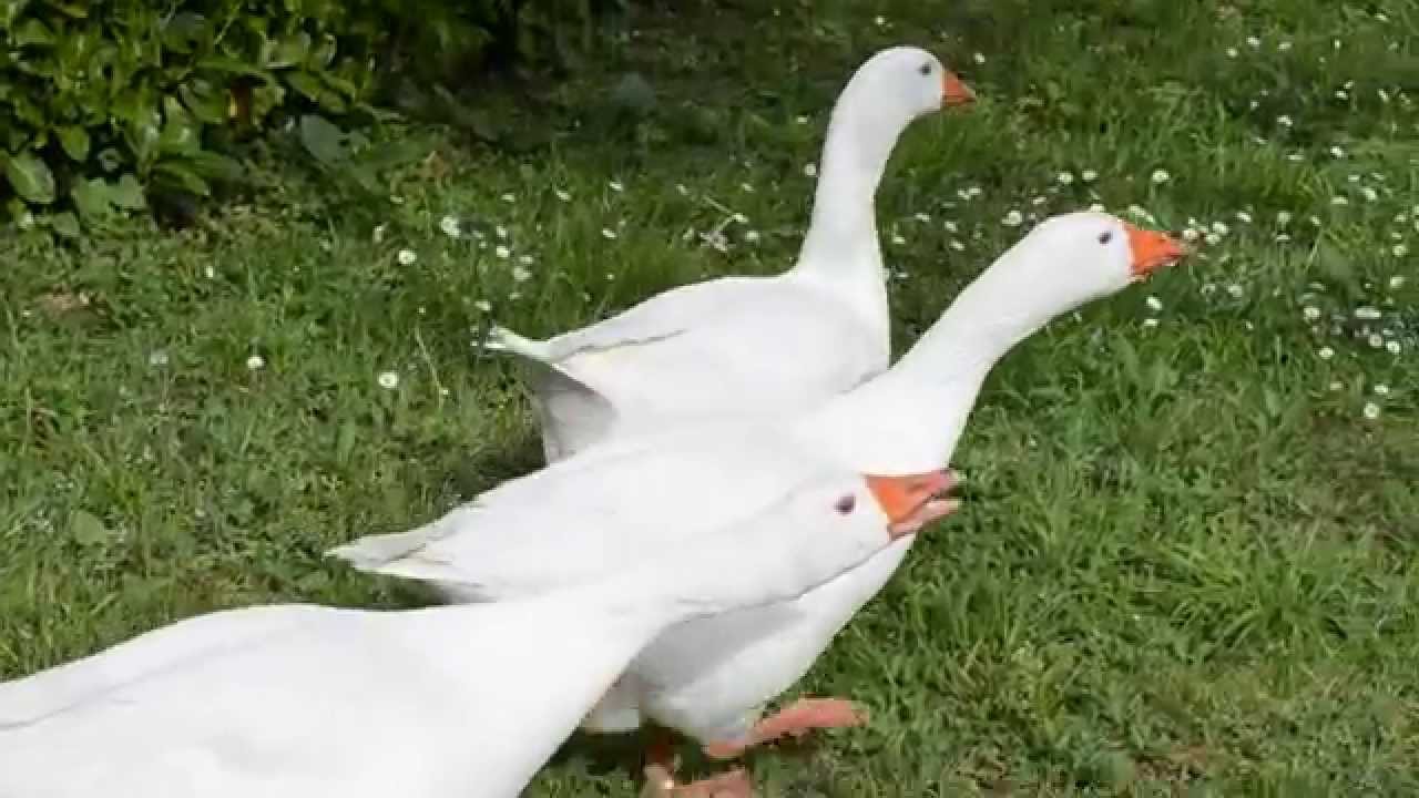3 oche bianche