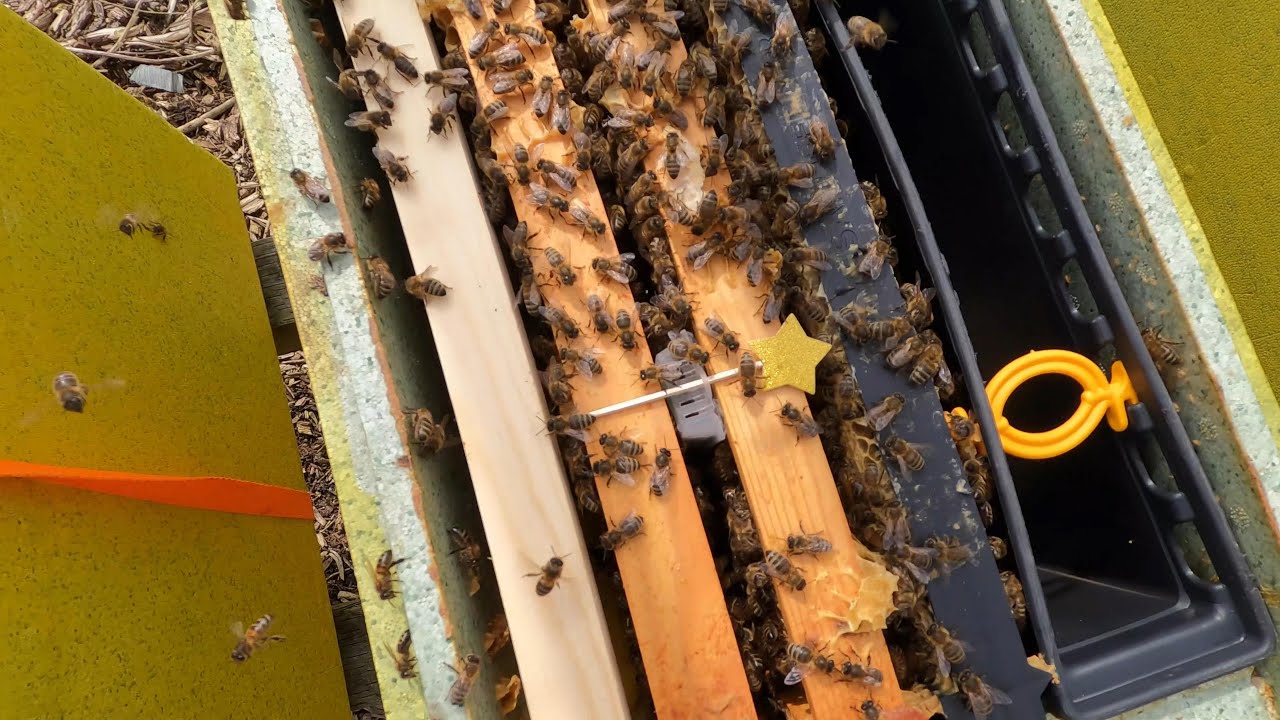 Rebuilding stock after my worst winter of beekeeping