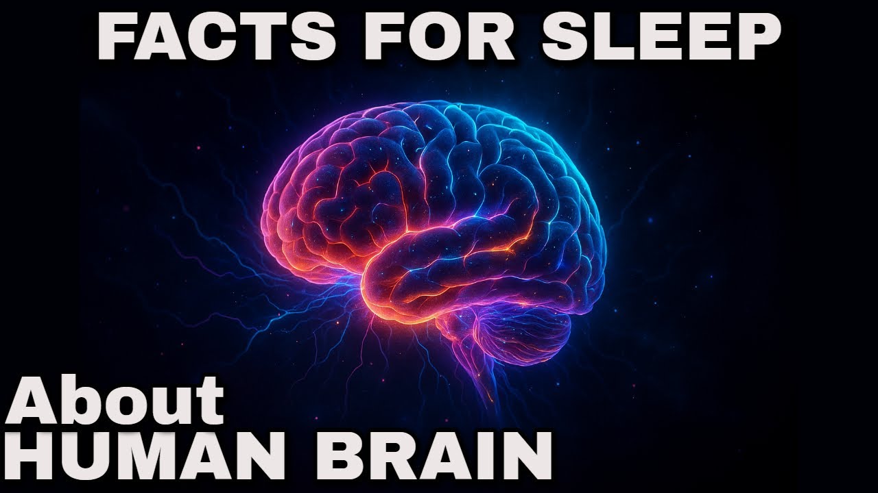 Facts About the Human Brain to Fall Asleep to