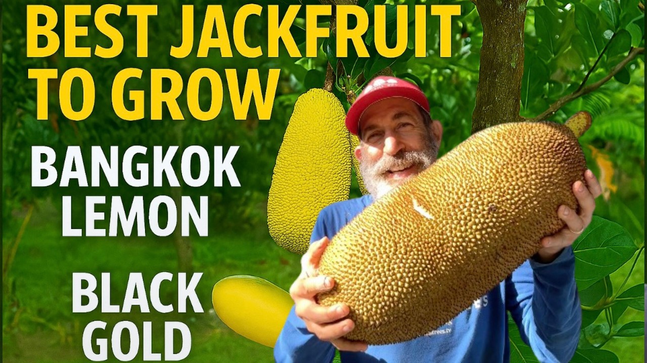 My Favorite Jackfruit Varieties to Grow – Bangkok Lemon & Black Gold