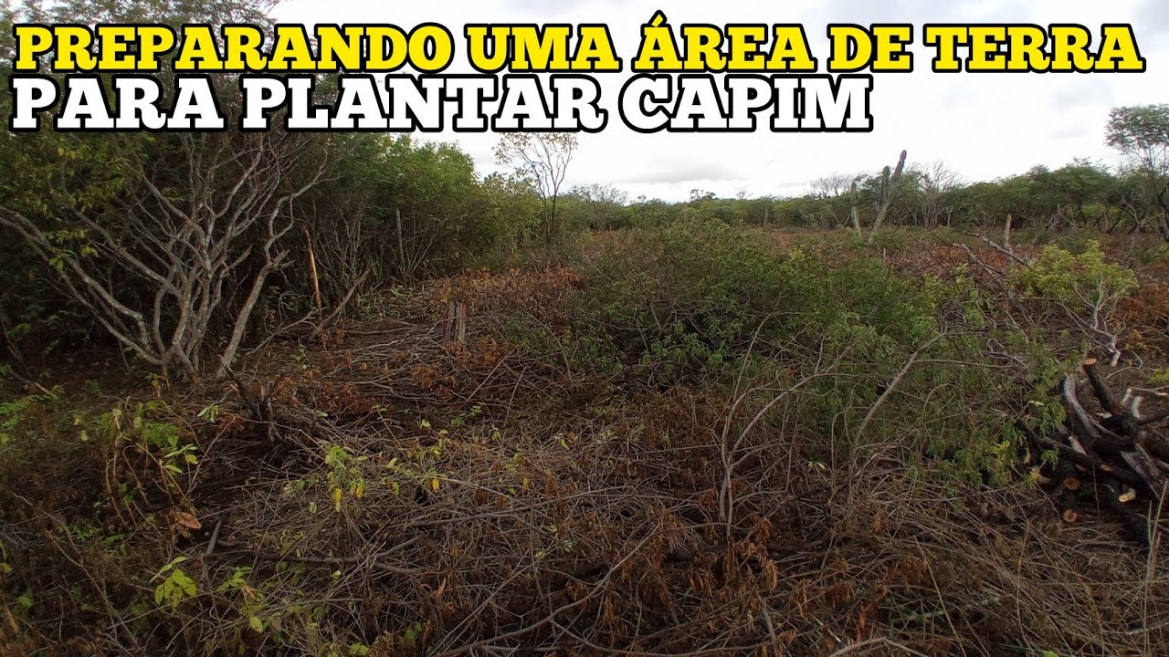 PREPARANDO UMA ÁREA DE TERRA PARA PLANTAR CAPIM