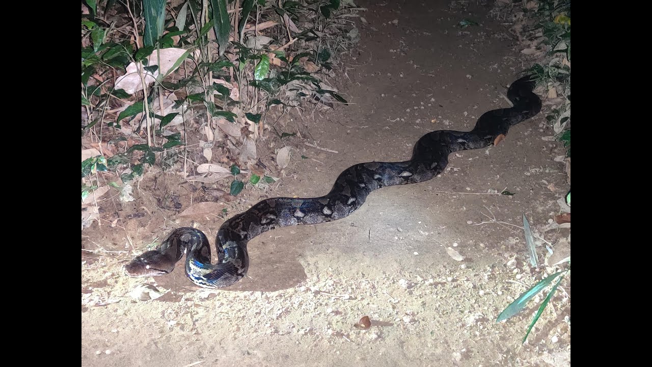 Khao Sok Jungle Trek - monkeys, snakes, spiders, boars and flying lizards!