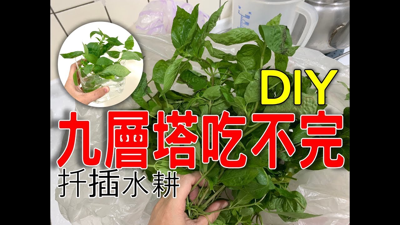 basil【九層塔吃不完】教你怎麼DIY，這樣種會有吃不完的九層塔哦！水耕扦插種植