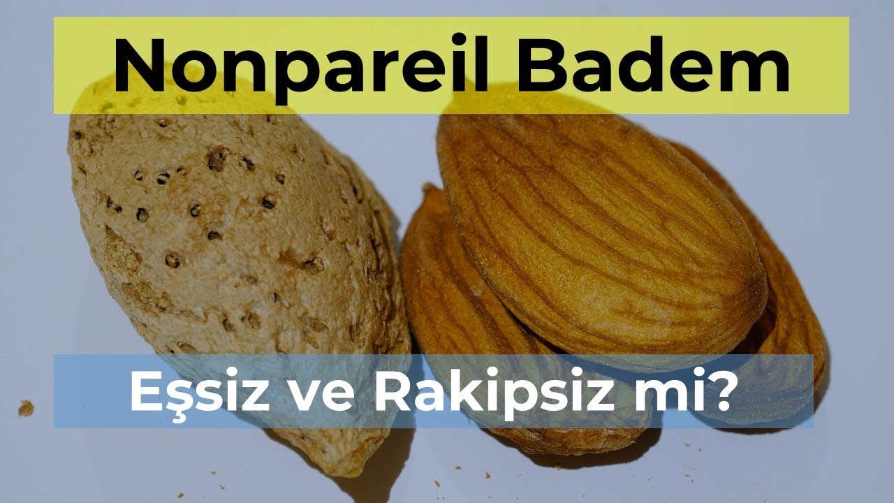 Nonpareil Nasıl Bir Çeşit?