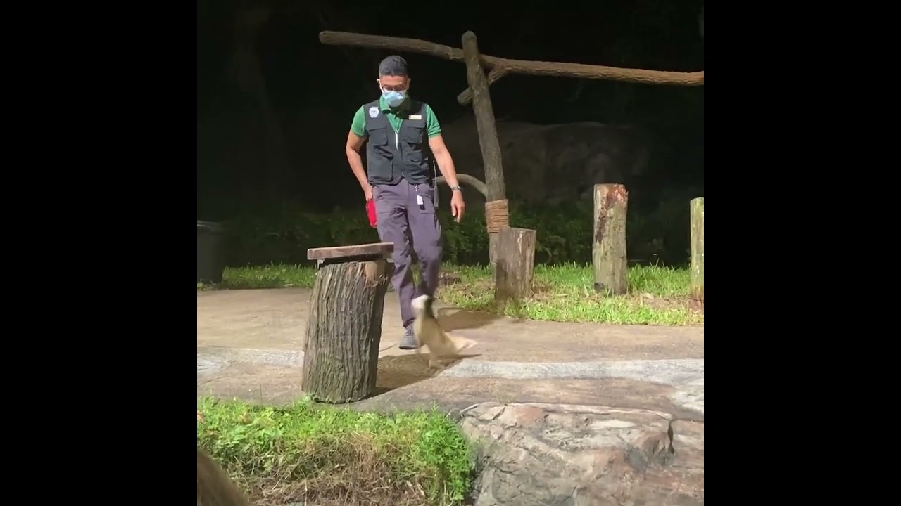 Night Safari #shorts #singapore #nightsafari #nightshow #animals #singaporezoo #travelwithme