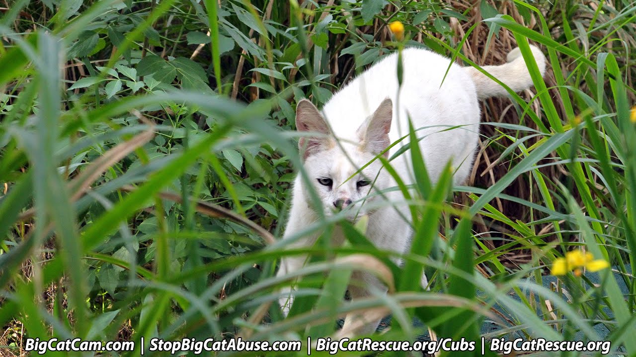 Walk About Tribute to Rusty Caracal