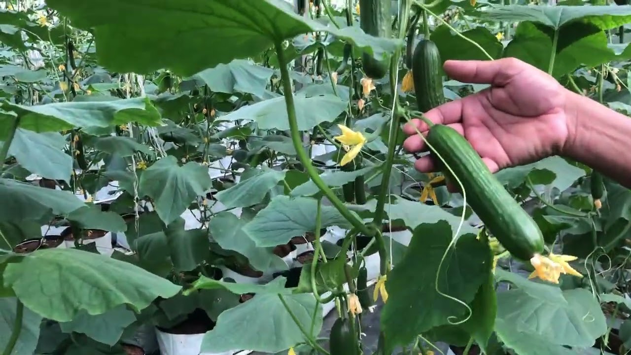 Hydroponic growing of Mini cucumbers under Polyhouse