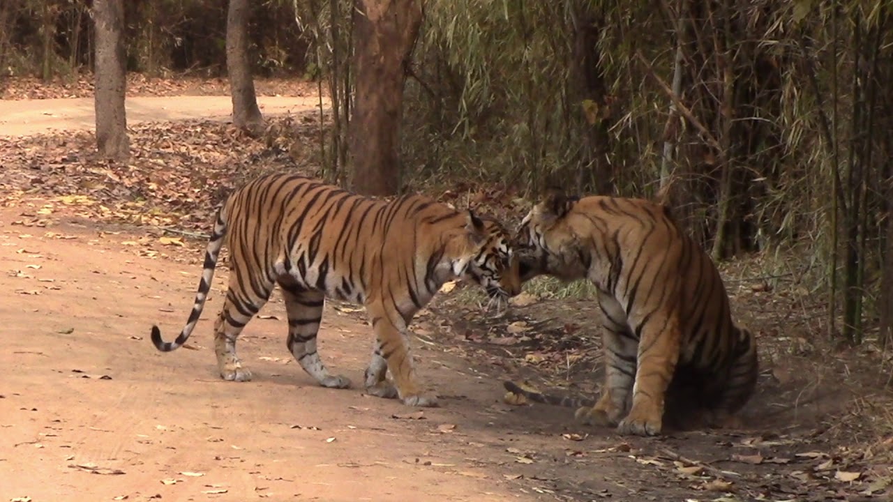 Tiger Mating in Bandhavgarh Tiger Reserve, India. Famous tigers, Bamera's son & Jr. Kankatti mating.