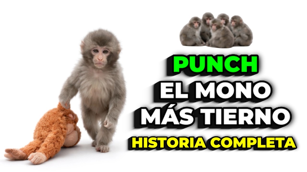 El MONO que abrazaba un PELUCHE 🧸🐒 PUNCH | HISTORIA COMPLETA