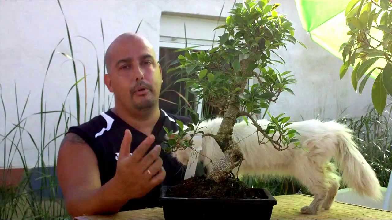 Escuela de Bonsai Online - Directrices