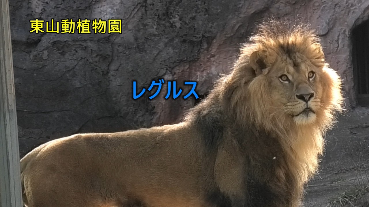 【ライオン】レグルス・「王になるために..」Here I am.（東山動植物園 2026年1月～3月）